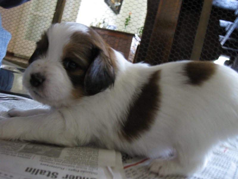 Puppies